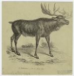 A. Palmatus, elk or moose deer