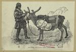 Reindeer and pack, with Lapp driver