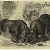 A rhinoceros fight at Baroda, before the Prince of Wales