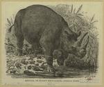 Keitloa, or sloan's rhinoceros