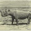 Burchell's rhinoceros
