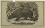 The double-horned rhinoceros