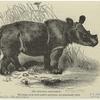 The sumatran rhinoceros