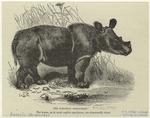 The sumatran rhinoceros