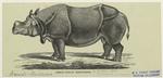 Great Indian rhinoceros