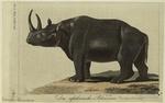Das afrikanishche Rhinoceros
