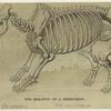 The skeleton of a rhinoceros