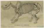 The skeleton of a rhinoceros