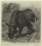 The common African rhinoceros