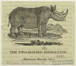 The two-horned rhinoceros