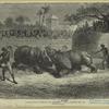 Rhinoceros fight at Baroda