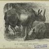Rhinocéros des Indes (unicorne)