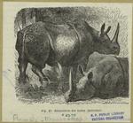 Rhinocéros des Indes (unicorne)