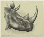 Head of Burchell's rhinoceros