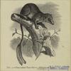 Pen-tailed tree-shrew (Ptilocercus lowii)