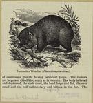 Tasmanian wombat (Phascolomys ursinus)
