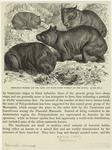 Tasmanian wombat (on the left) and hairy-nosed wombat (on the right)