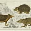 Swarthy tendrac ; Long-eared hedgehog ; Armed tenrec