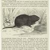 The water-vole