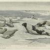 Harbor seal, or leopard seal ; Harp seal, saddle-back, or Greenland seal