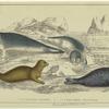 Common seal ; Fetid seal