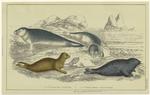Common seal ; Fetid seal