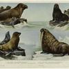 Fur seal ; California sea lion ; Sea elephant ; Walrus
