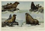 Fur seal ; California sea lion ; Sea elephant ; Walrus