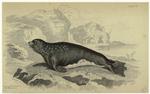 [P]hoca monachus, the monk seal