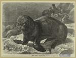 Sea lion -- Otaria jubata