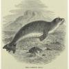 The common seal