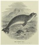 The common seal