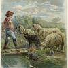 Boy herding sheep