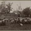 Flock of sheep, England