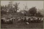 Flock of sheep, England
