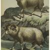 Sheep (Ovisaries) ; Merino sheep, Spain (Ovisaries)