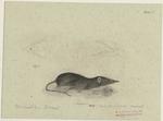 Broad-nosed shrew