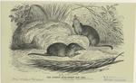 The common musk-shrew (nat. size)