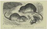 The spider musk-shrew and common shrew (nat. size)