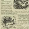 Erd shrew, or shrew mouse -- Corsira vulgaris ; Sondeli -- Sorex murinus
