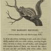 The barbary squirrel
