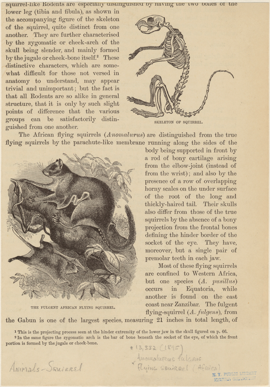 Giant Flying Squirrel Skeleton