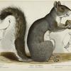 Gray squirrel ; Sciurus carolinensis