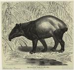 The Malayan tapir