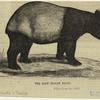The East Indian tapir