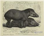 The American tapir