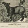 Indian tapir