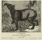 Indian tapir