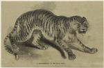 A representation of the royal tiger
