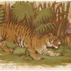 Tiger, Felis tigris L